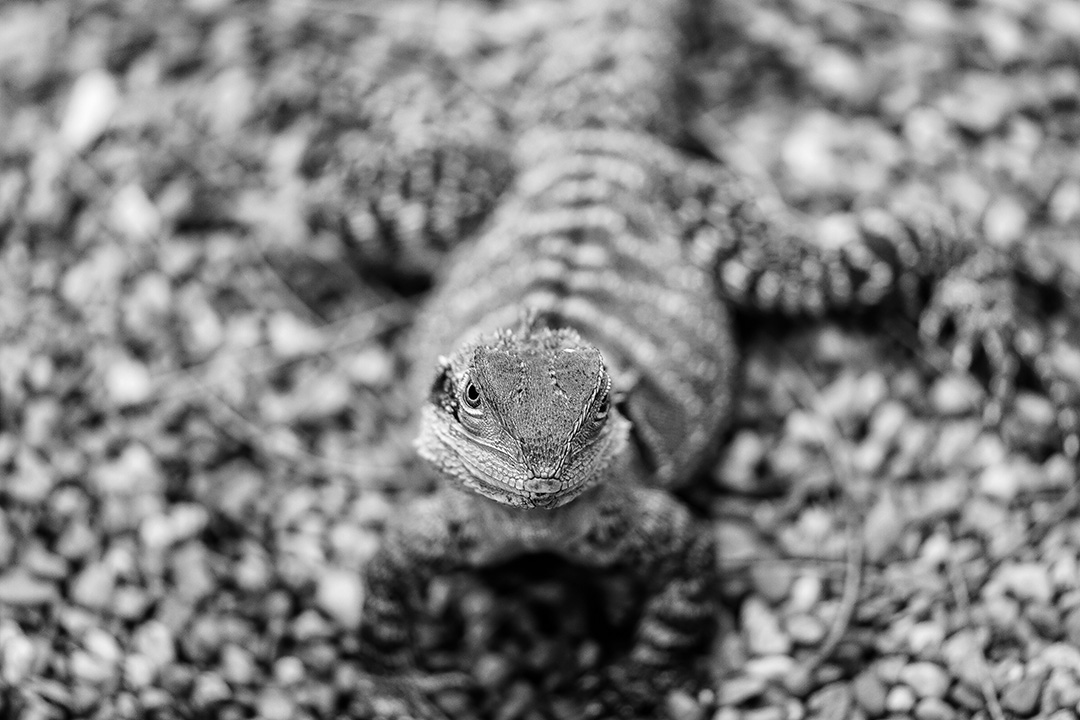 Petri Naukkarinen Photography Nature Photography Lizard